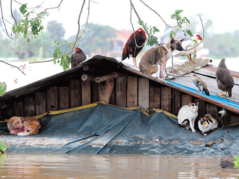 The rooftop serves as veritable Noah’s Ark of a few animals—cats, dogs, chickens, ducks and a pigeon—after the owners abandoned the submerged house in Gugo village, Calumpit, Bulacan. Unfortunately, rescue workers could only evacuate humans. LYN RILLON