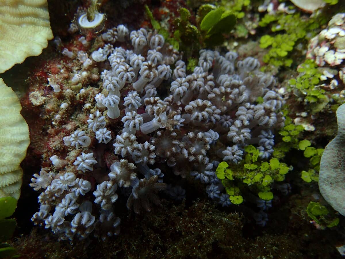 West PH Sea, Benham Bank among world’s richest soft coral habitats, new study finds