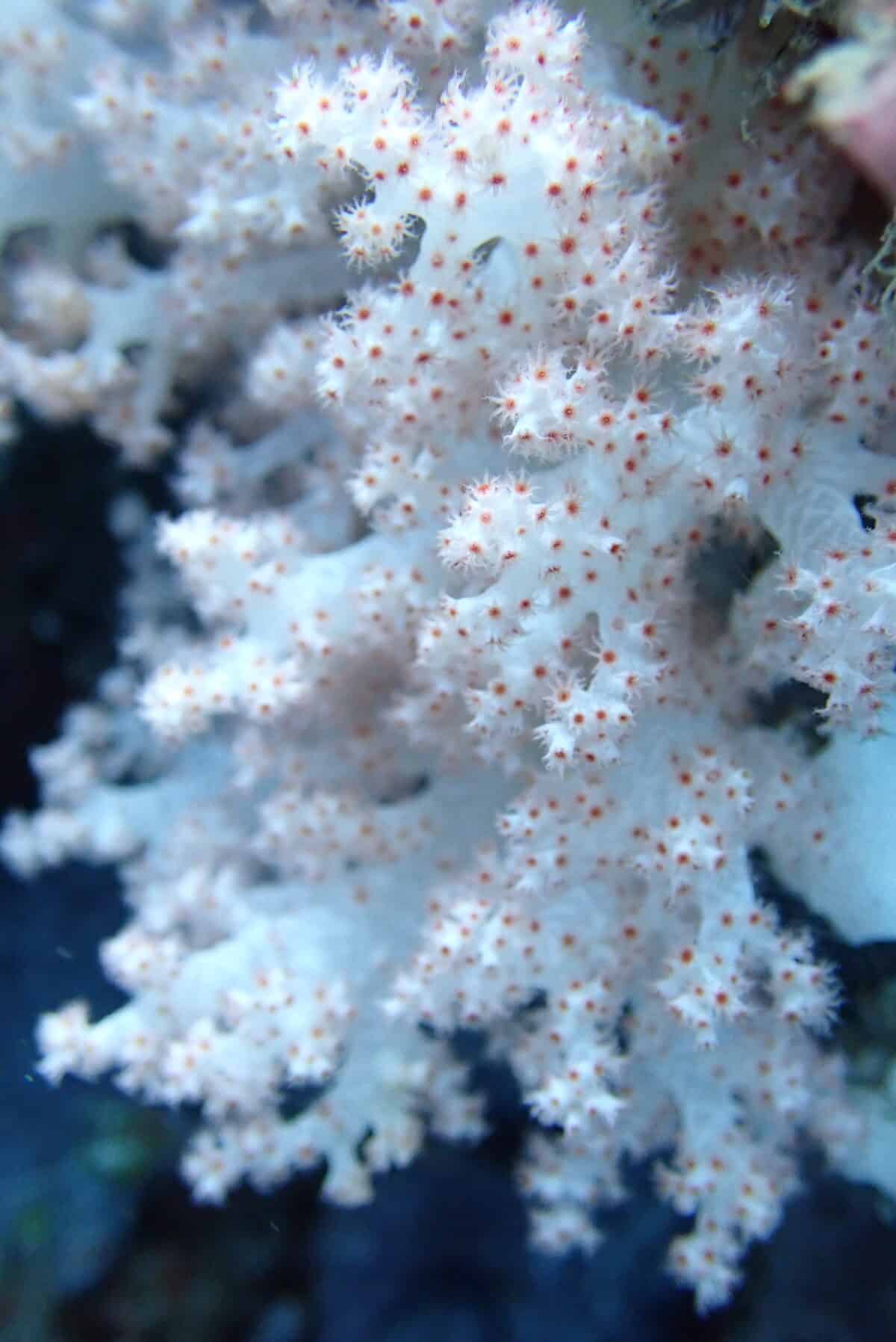 West PH Sea, Benham Bank among world’s richest soft coral habitats, new study finds