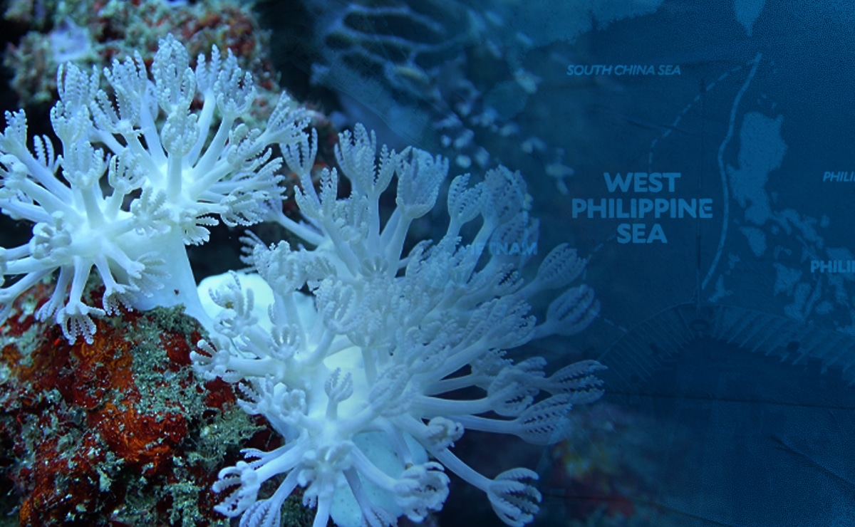 West PH Sea, Benham Bank among world’s richest soft coral habitats, new study finds