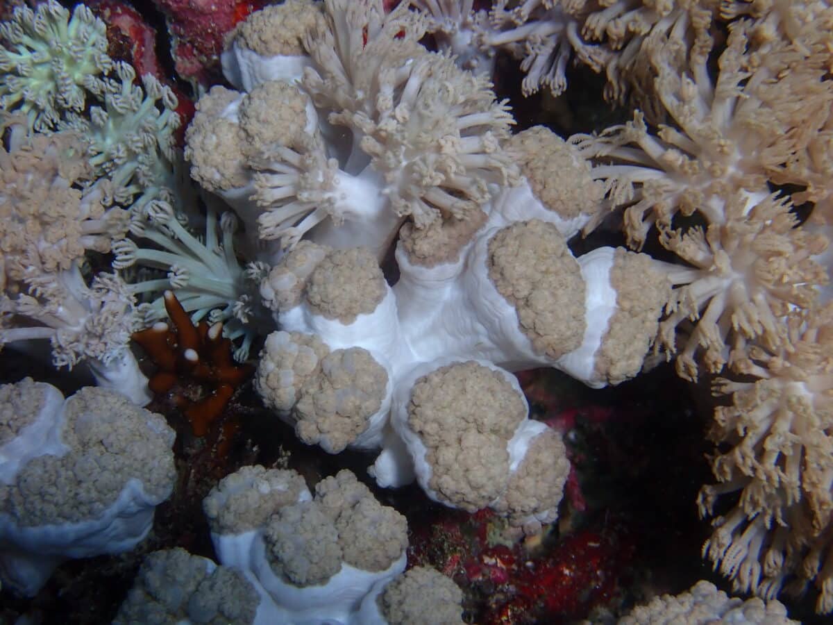 West PH Sea, Benham Bank among world’s richest soft coral habitats, new study finds